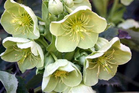 hazel hellebore|greek hellebore.